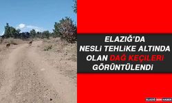 Elazığ’da Nesli Tehlike Altında Olan Dağ Keçileri Görüntülendi