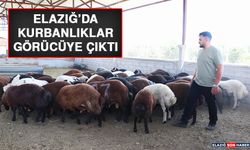 Elazığ’da Kurbanlıklar Görücüye Çıktı