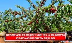 Medeniyetler Beşiği 5 Bin Yıllık Harput'ta Kiraz Hasadı Erken Başladı