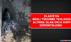 Elazığ’da Nesli Tükenme Tehlikesi Altında Olan Oklu Kirpi Görüntülendi