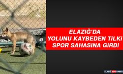 Elazığ’da Yolunu Kaybeden Tilki Spor Sahasına Girdi