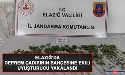 Elazığ’da Deprem Çadırının Bahçesine Ekili Uyuşturucu Yakalandı