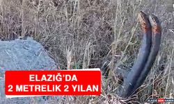 Elazığ’da 2 Metrelik 2 Yılan