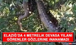 Elazığ’da 4 Metrelik Devasa Yılanı Görenler Gözlerine İnanamadı