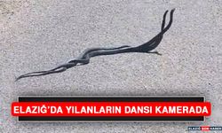 Elazığ’da Yılanların Dansı Kamerada