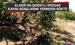 Elazığ’da Şiddetli Rüzgar Kayısı Ağaçlarını Yerinden Söktü