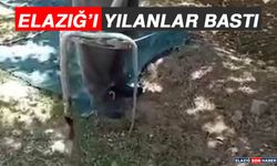 Elazığ’ı Yılanlar Bastı