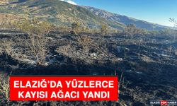 Elazığ’da Yüzlerce Kayısı Ağacı Yandı