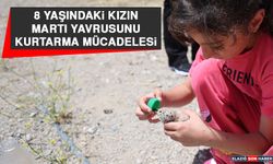 8 Yaşındaki Kızın, Martı Yavrusunu Kurtarma Mücadelesi