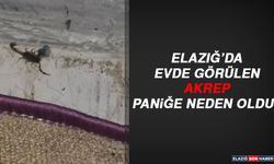 Elazığ’da Evde Görülen Akrep Paniğe Neden Oldu