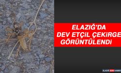 Elazığ'da Dev Etçil Çekirge Görüntülendi