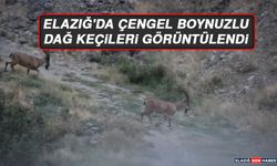 Elazığ'da Çengel Boynuzlu Dağ Keçileri Görüntülendi