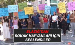 Elazığ'da Sokak Hayvanları İçin Seslendiler