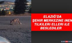 Elazığ’da Şehir Merkezine İnen Tilkileri Elleri İle Beslediler