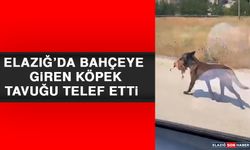 Elazığ’da Bahçeye Giren Köpek Tavuğu Telef Etti