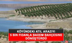 Köyündeki Atıl Araziyi 5 Bin Fidanla Badem Bahçesine Dönüştürdü