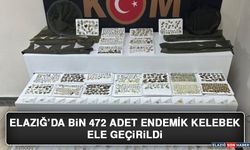 Elazığ’da Bin 472 Adet Endemik Kelebek Ele Geçirildi