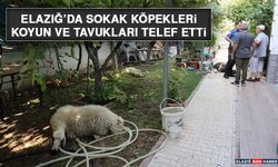 Elazığ’da Sokak Köpekleri Koyun ve Tavukları Telef Etti