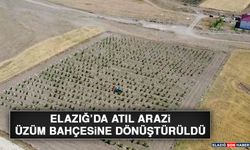 Elazığ’da Atıl Arazi Üzüm Bahçesine Dönüştürüldü