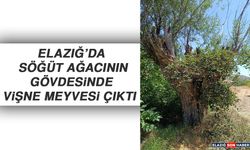 Elazığ’da Söğüt Ağacının Gövdesinde Vişne Meyvesi Çıktı