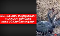 Metrelerce Uzunluktaki Yılanları Görünce Neye Uğradığını Şaşırdı