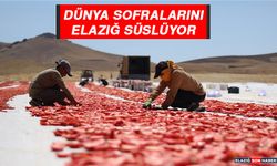 Elazığ’dan Dünya Sofralarına Tonlarca Domates İhraç Ediliyor