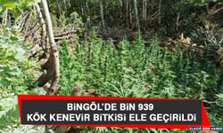 BİNGÖL’DE BİN 939 KÖK KENEVİR BİTKİSİ ELE GEÇİRİLDİ