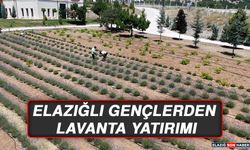 Elazığlı Gençlerden Lavanta Yatırımı