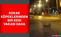 Sokak Köpeği Parçaladığı Kediyi Ağzında Götürdü