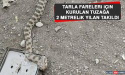 Tarla Fareleri İçin Kurulan Tuzağa 2 Metrelik Yılan Takıldı