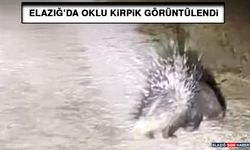 Elazığ’da Oklu Kirpi Görüntülendi