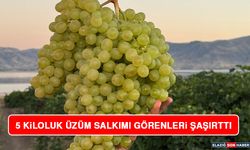 5 Kiloluk Üzüm Salkımı Görenleri Hayretler İçerisinde Bıraktı