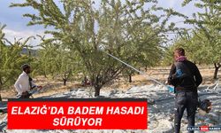 Elazığ’da Badem Hasadı Sürüyor