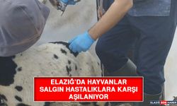 Elazığ’da Hayvanlar Salgın Hastalıklara Karşı Aşılanıyor