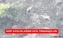 Sarp Kayalıklarının Usta Tırmanışçıları