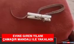 Evine Giren Yılanı Çamaşır Mandalı İle Yakaladı