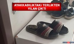 Ayakkabılıktaki Terlikten Yılan Çıktı