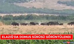 Elazığ’da Domuz Sürüsü Görüntülendi