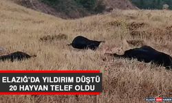 Elazığ'da Yıldırım Düştü, 20 Hayvan Telef Oldu