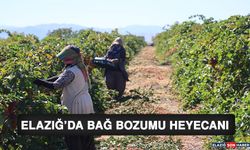 Elazığ'da Bağ Bozumu Heyecanı