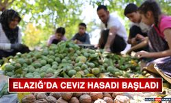 Elazığ'da Ceviz Hasadı Başladı