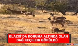 Elazığ’da Koruma Altında Olan Dağ Keçileri Görüldü