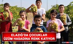 Elazığ’da Çocuklar Üzüm Hasadına Renk Katıyor