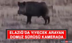 Elazığ’da Yiyecek Arayan Domuz Sürüsü Kamerada