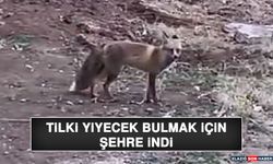 Tilki Yiyecek Bulmak İçin Şehre İndi