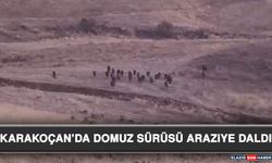 Karakoçan’da Domuz Sürüsü Araziye Daldı