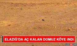 Elazığ'da Aç Kalan Domuz Köye İndi