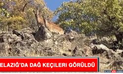 Elazığ’da Dağ Keçileri Görüldü