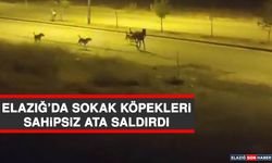 Elazığ’da Sokak Köpekleri Sahipsiz Ata Saldırdı