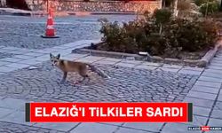 Elazığ'ı Tilkiler Sardı